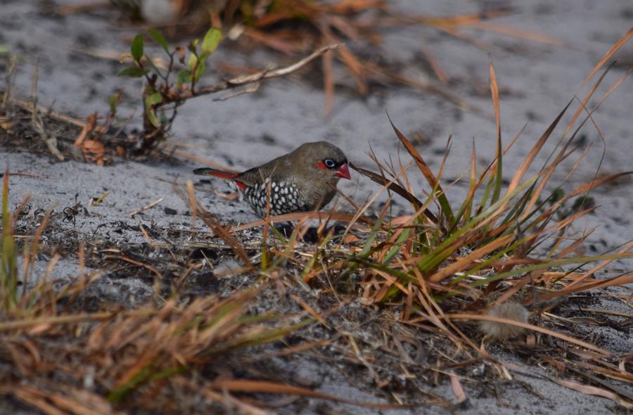 Finch-red-eared-firetail D-Mar-2018-0018.JPG